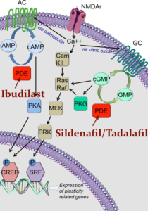 Inhibition-of-phosphodiesterase-type-1-PDE1-lead-to-the-increase-of-cAMP-and-cGMP-and